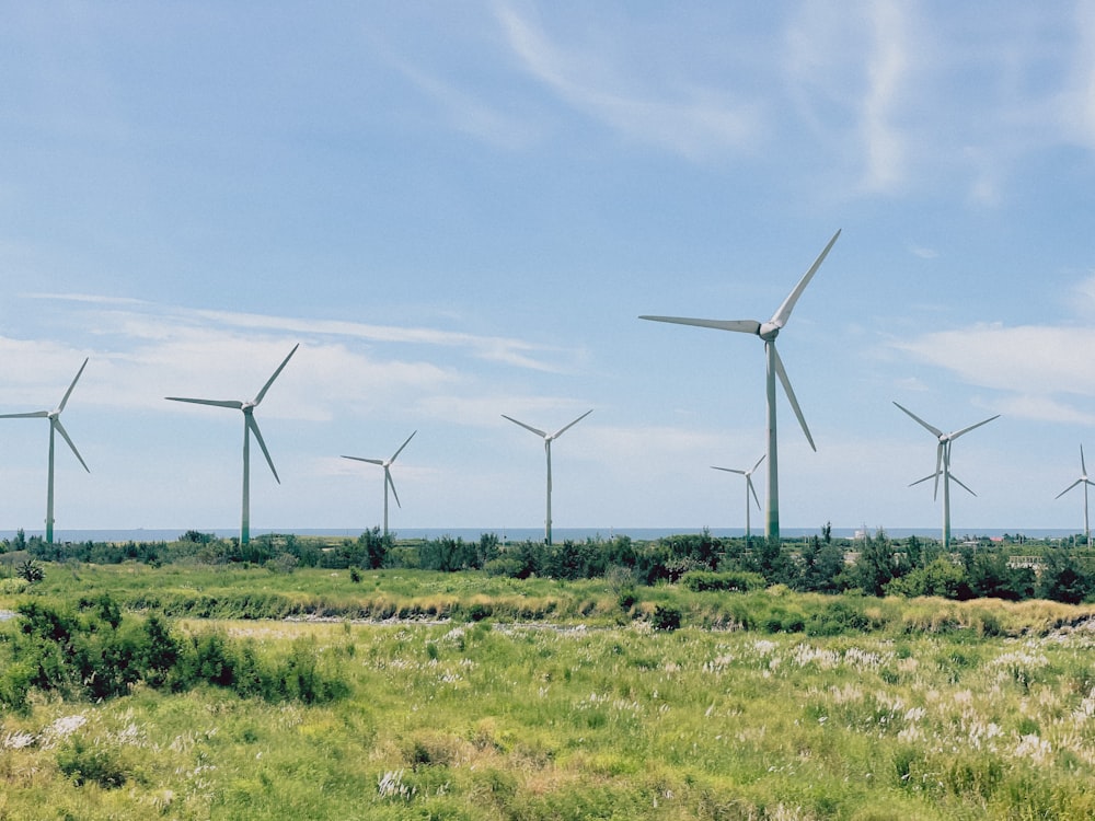 a bunch of windmills that are in the grass