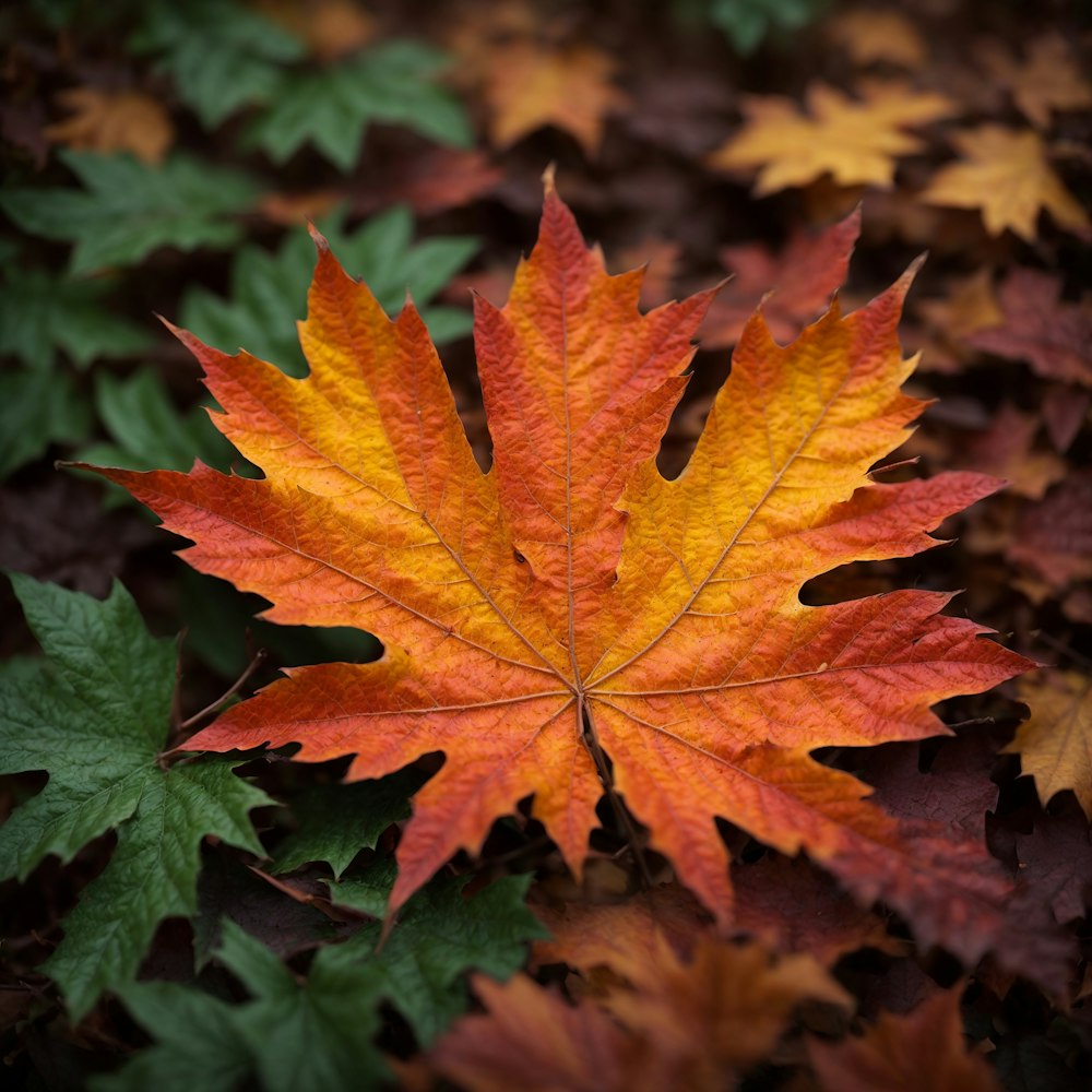 a leaf that is laying on the ground