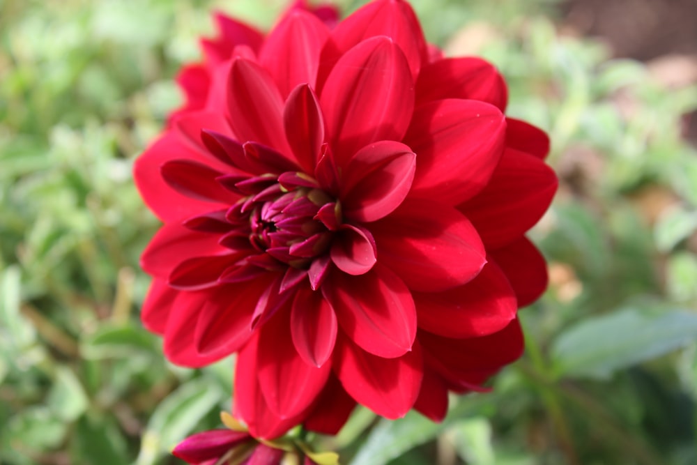 a close up of a red flower in a field