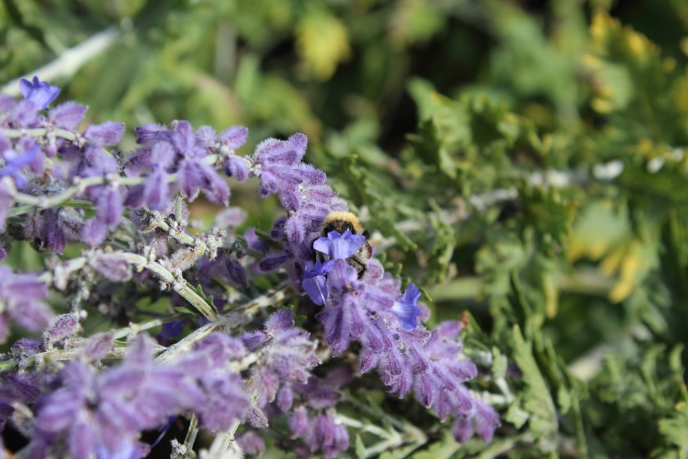 a bee is sitting on a purple flower