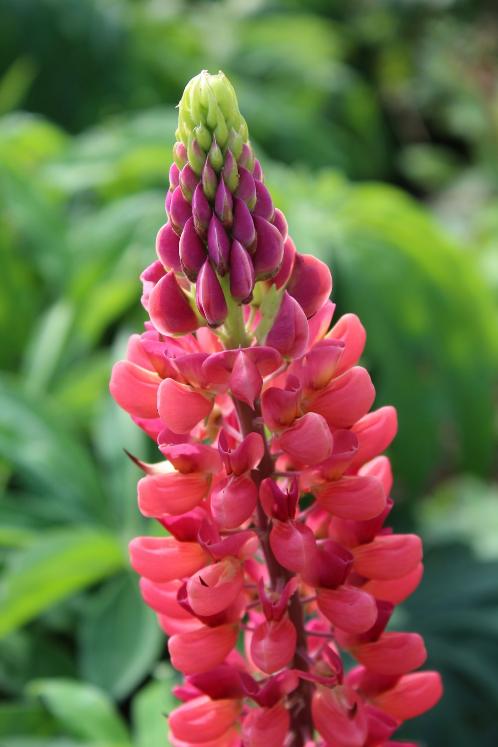 a pink flower with green leaves in the background