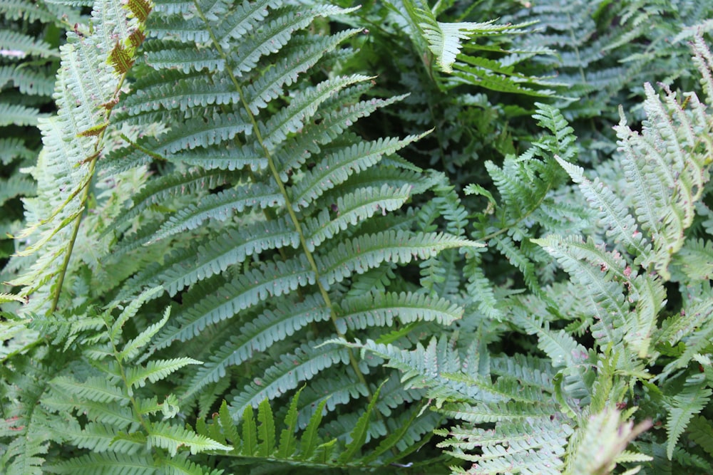 a close up of a green plant with lots of leaves