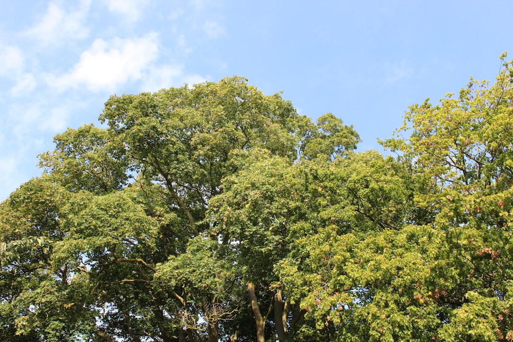 a group of trees with a blue sky in the background