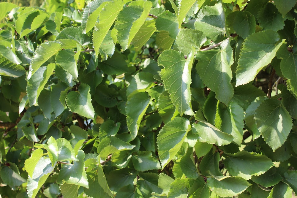 a close up of leaves on a tree