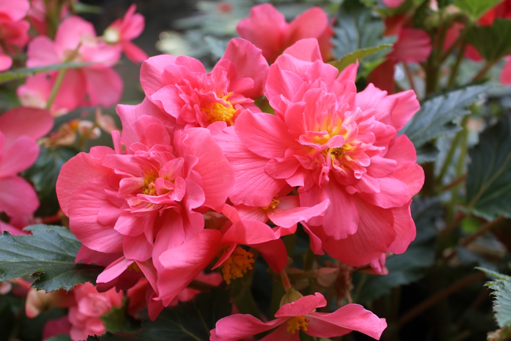 a bunch of pink flowers with green leaves