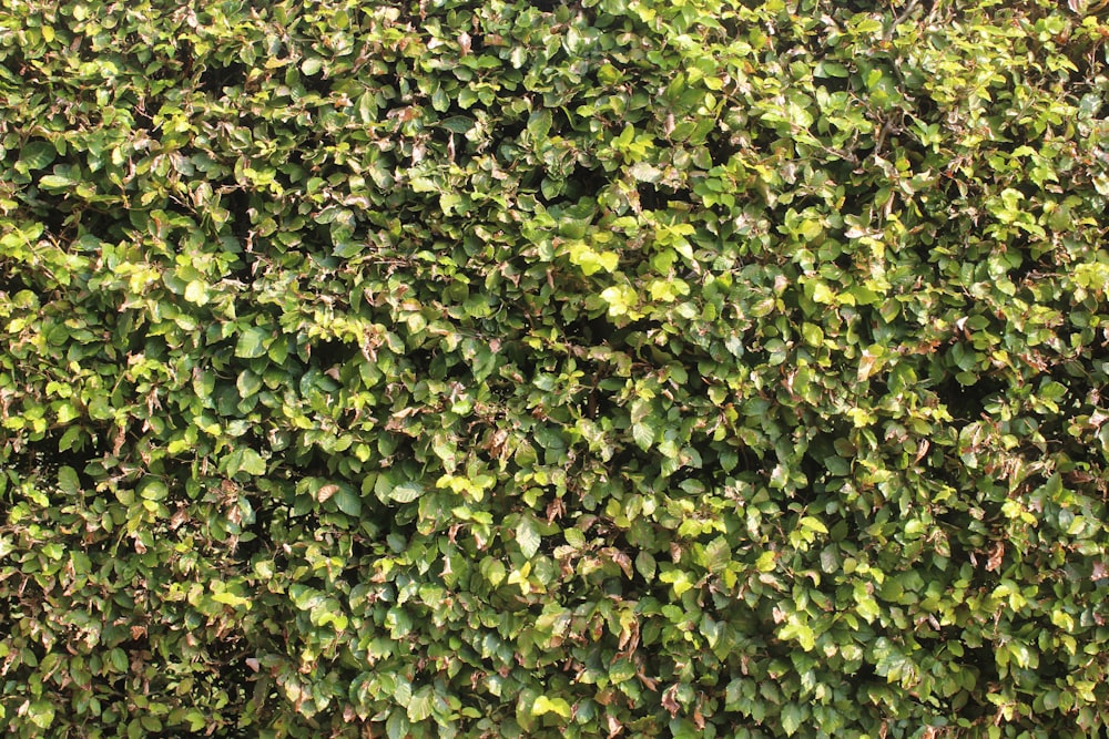 a close up of a bush with green leaves