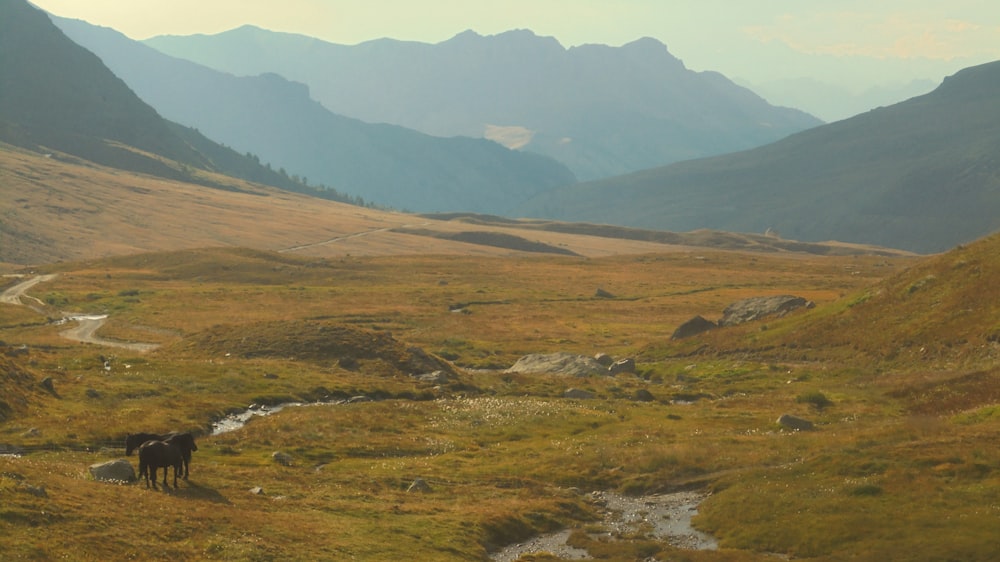 a horse standing in a grassy field with mountains in the background