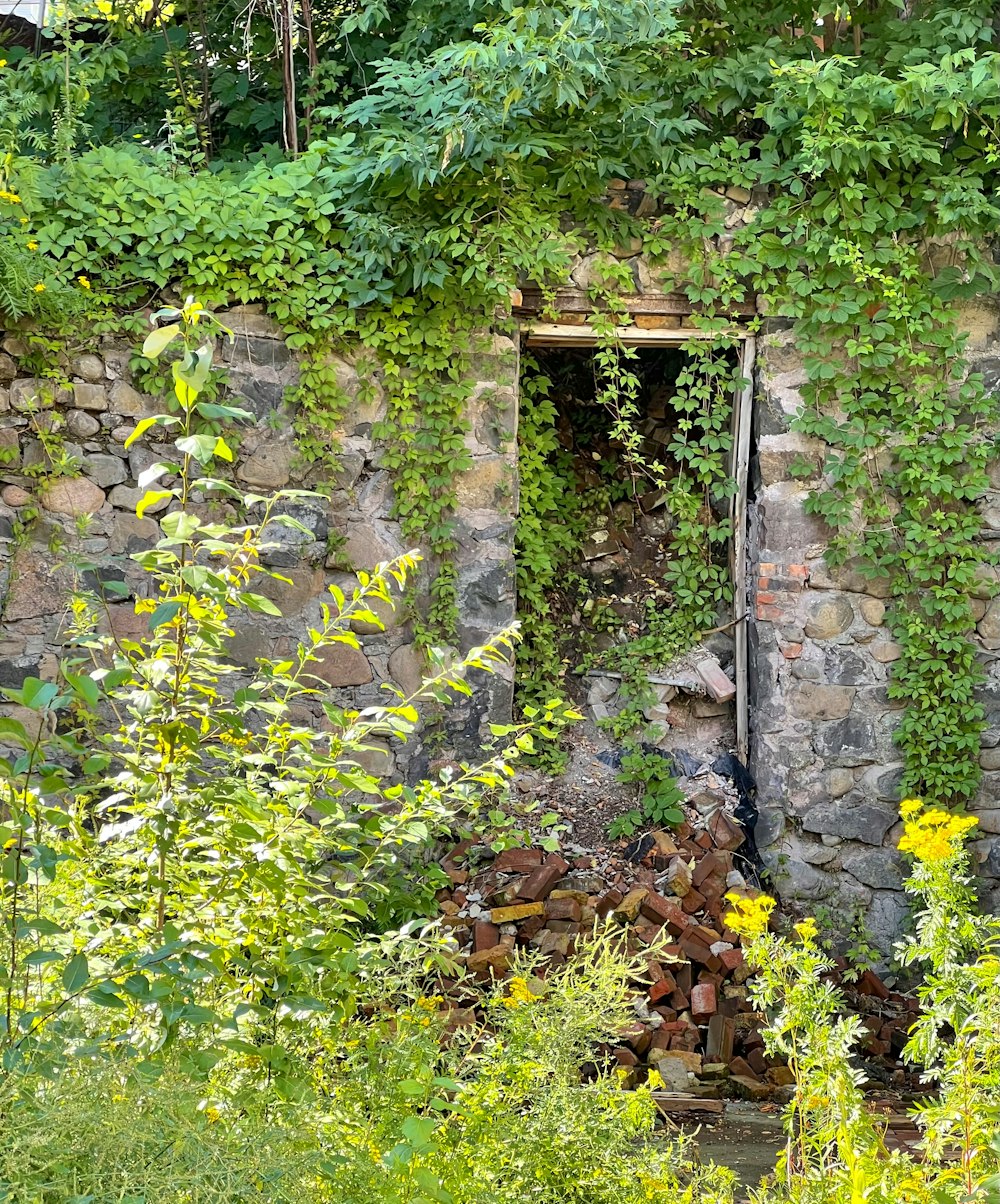 un bâtiment en pierre avec des vignes poussant dessus