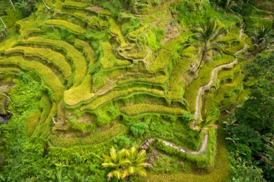 Lush green rice terraces cascading down the hills of Ubud.