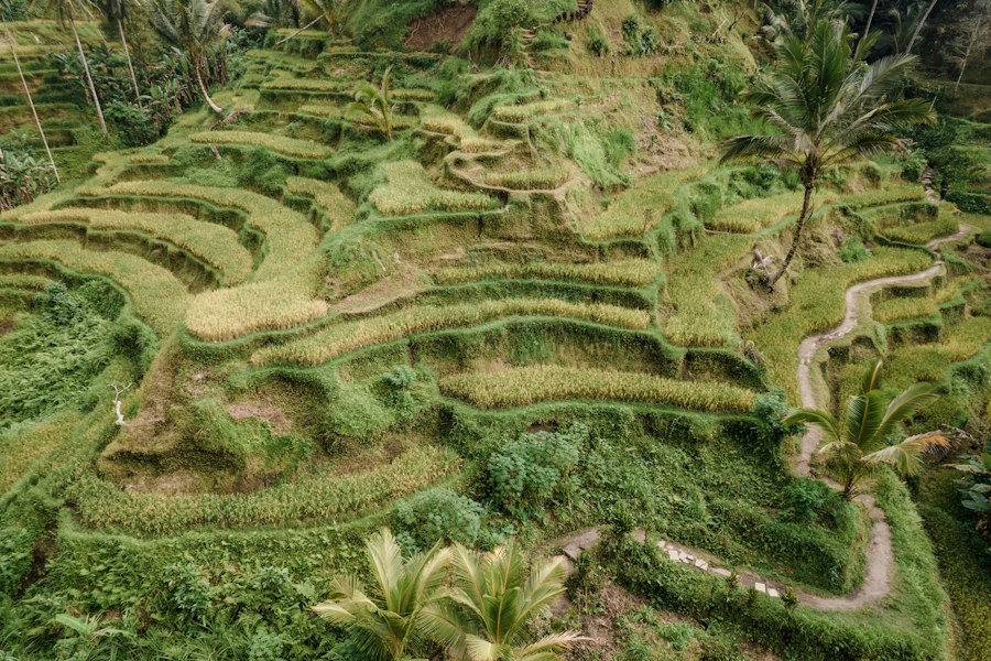 Terraced rice fields and coconut palms on a green hillside near Ubud, Bali