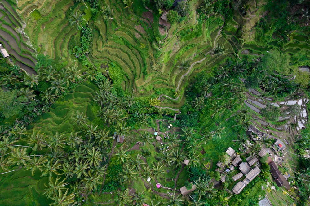 an aerial view of a rice field in the philippines