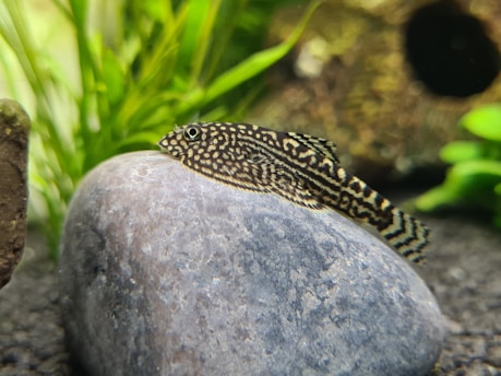 a close up of a small fish on a rock