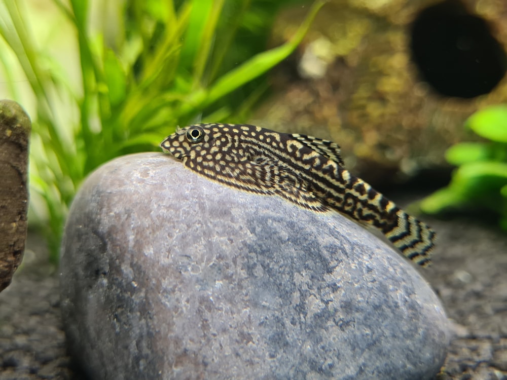 a close up of a small fish on a rock