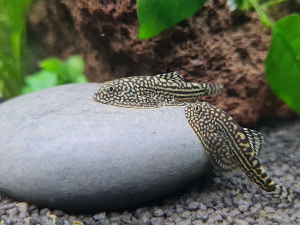 a couple of small turtles sitting on top of a rock