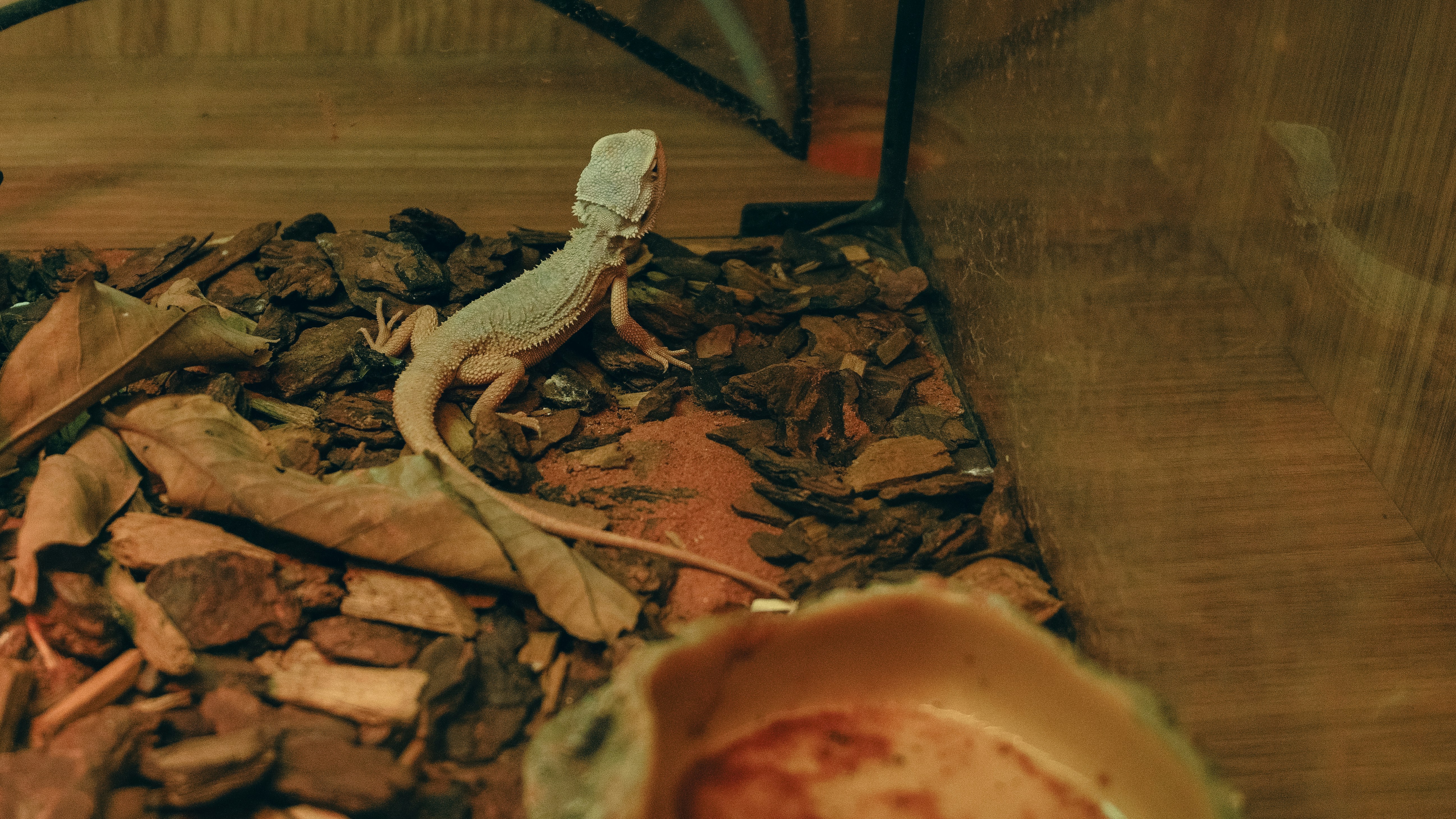 Rare Isopods & Supplies
