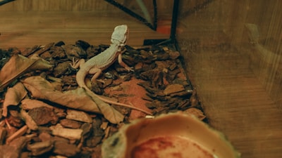 A lizard is resting in a terrarium environment with a substrate of brown, dried leaves, and bark. The enclosure has a naturalistic setup that mimics a desert habitat, with earthy tones throughout.