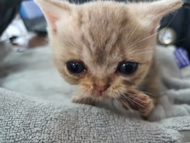 A small kitten with large, expressive eyes and light brown fur is nestled on a soft, gray blanket. Its ears are slightly tilted, and it appears to be gazing directly at the viewer with a curious and innocent expression. The background features some blurred household items, suggesting an indoor setting.