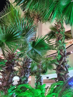 Tall palm trees with lush, spiky green fronds are illuminated by bright lights, creating an indoor tropical ambiance. The background features modern architectural elements with wooden and stone textures.