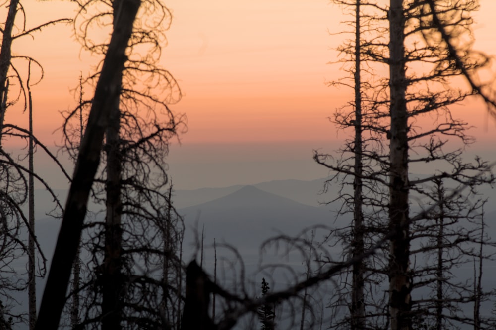 a view of a sunset through the trees