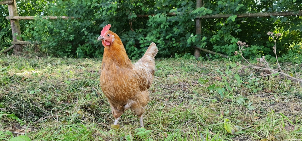 a brown chicken standing on top of a grass covered field
