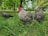 A group of speckled chickens are standing on lush green grass in a natural setting with trees in the background. The chickens exhibit a distinctive black and white feather pattern, with one having a noticeable red comb.
