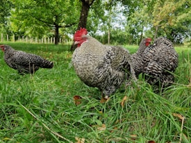 A group of speckled chickens are standing on lush green grass in a natural setting with trees in the background. The chickens exhibit a distinctive black and white feather pattern, with one having a noticeable red comb.