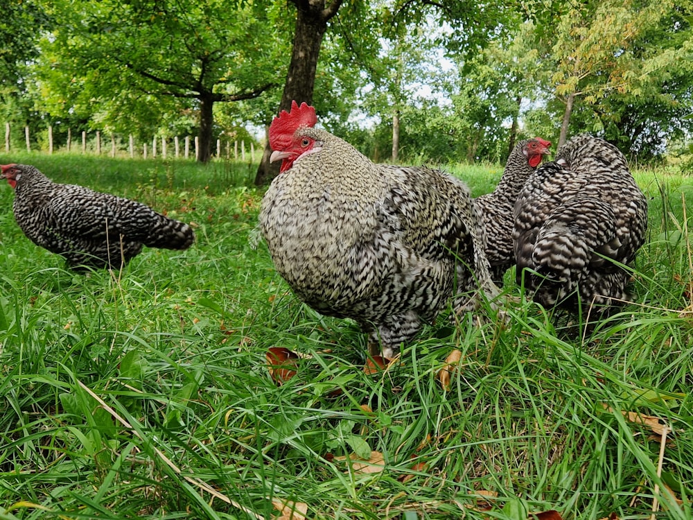 a group of chickens standing on top of a lush green field