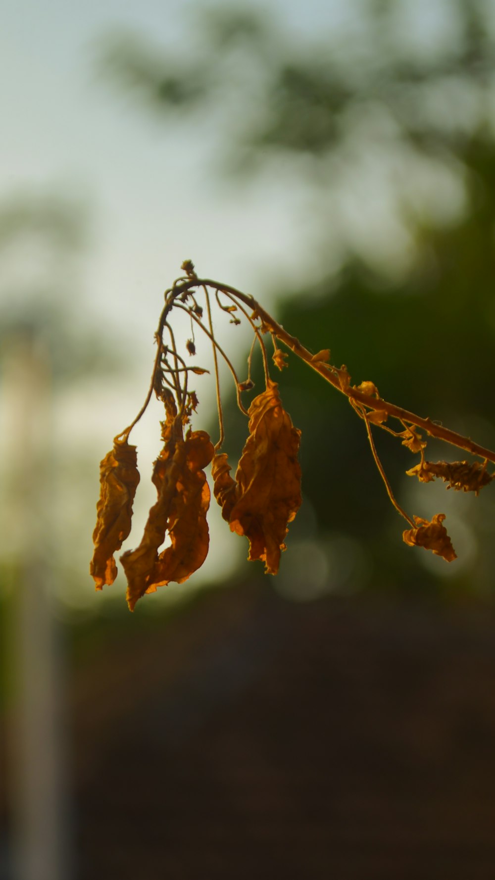 a close up of a tree branch with leaves