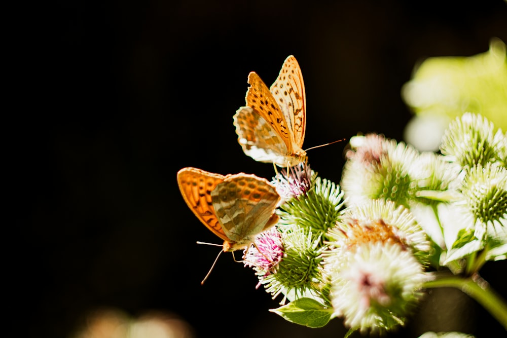 two butterflies sitting on top of a flower