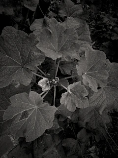 A close-up of textured leaves in grayscale, emphasizing natural patterns and details