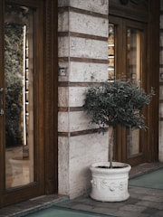 A small tree with dense green foliage is situated in a decorative white pot. The setting is an urban facade featuring stone brick walls with wood-framed glass doors on either side. The wall bears the number 20. The scene gives a blend of natural and architectural elements.