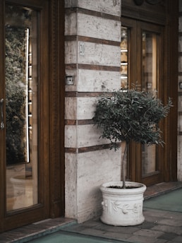 A small tree with dense green foliage is situated in a decorative white pot. The setting is an urban facade featuring stone brick walls with wood-framed glass doors on either side. The wall bears the number 20. The scene gives a blend of natural and architectural elements.