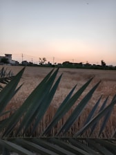 A serene Rajasthan farm landscape at golden hour, showcasing lush fields with traditional farming tools.