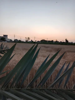 A serene farm landscape at sunset with soft golden light bathing the crops