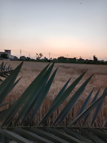 A serene Rajasthan farm landscape at golden hour, showcasing lush fields with traditional farming tools.