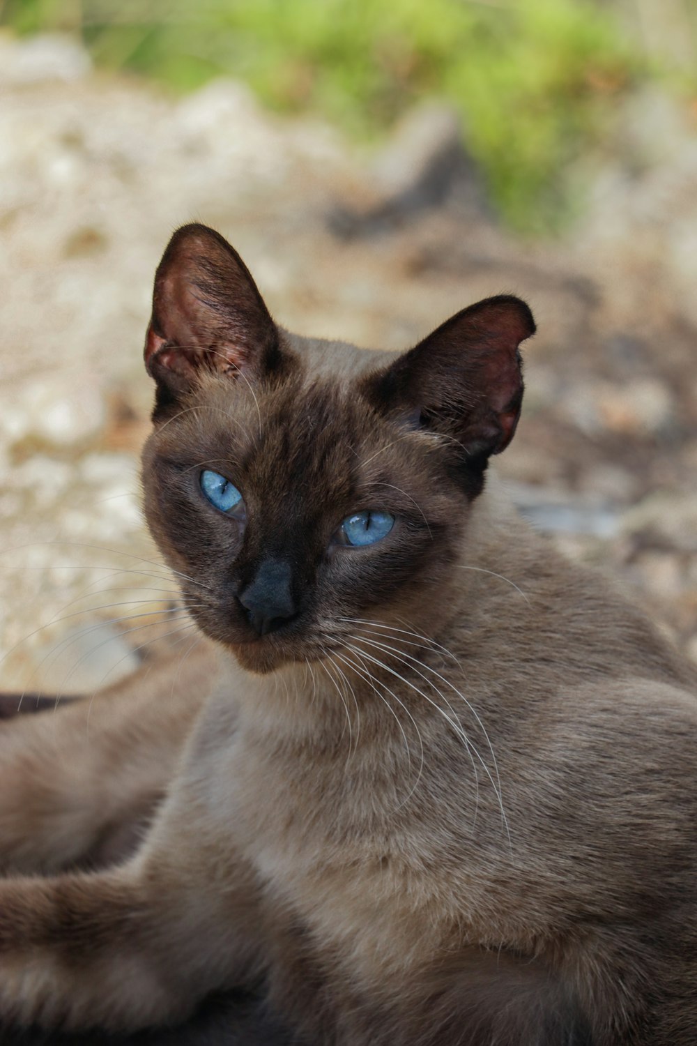 a siamese cat with blue eyes laying on the ground