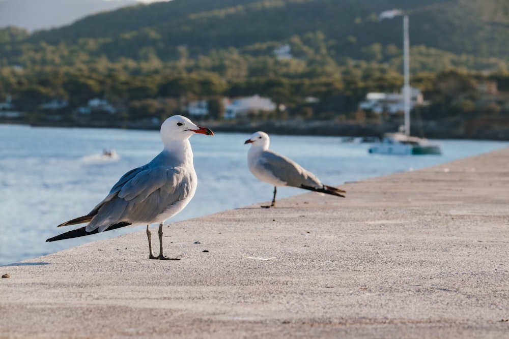 two seagulls standing on the edge of a pier