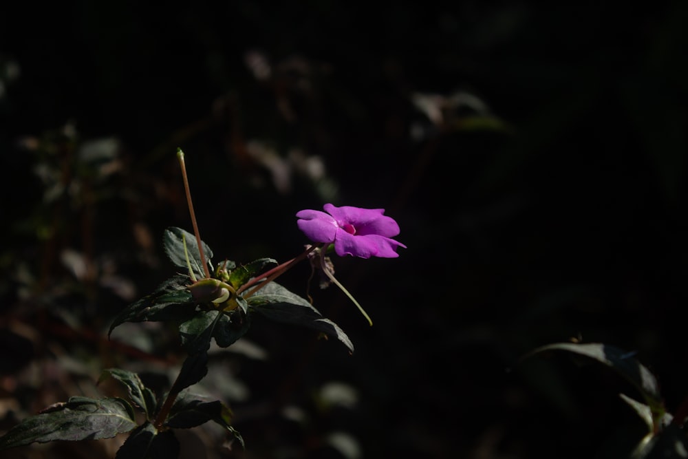 a purple flower with green leaves in the background