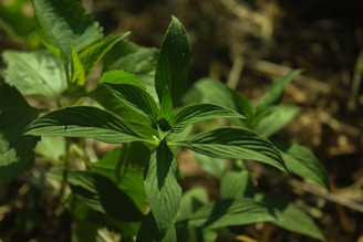 Close-up of green leafy plants and colorful flowers in natural sunlight.