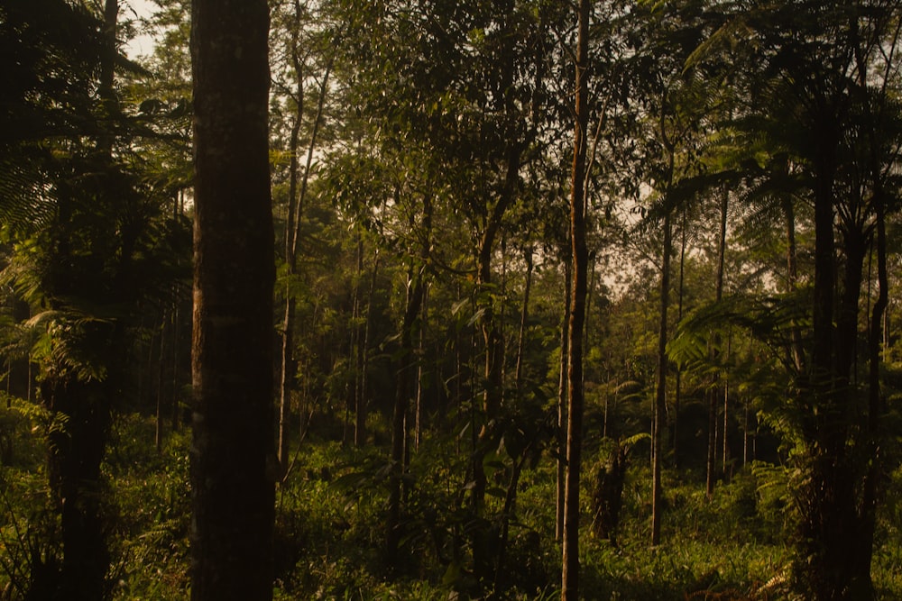 a lush green forest filled with lots of trees