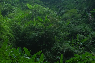 a lush green forest filled with lots of trees