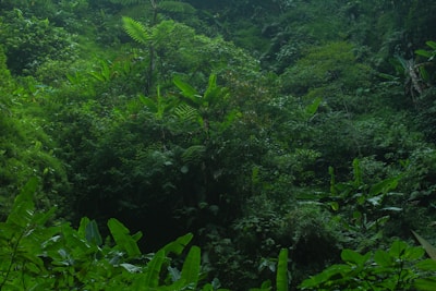 a lush green forest filled with lots of trees