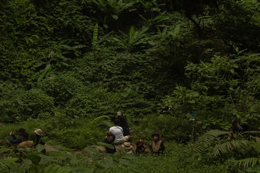 A group of people is gathered in a lush, dense forest area. They are sitting on the ground surrounded by rich green foliage, including various plants, trees, and ferns. The individuals are wearing casual clothing and hats, suggesting they are on a nature outing or expedition. The verdant greenery dominates the scene, providing a tranquil, immersive setting.
