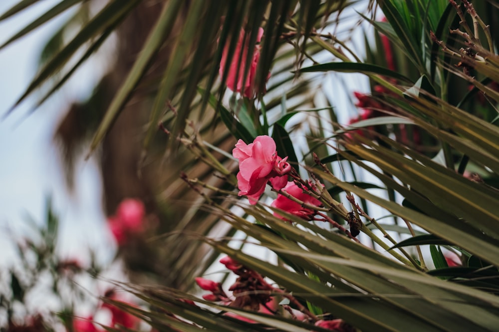 um close up de uma flor rosa em uma palmeira