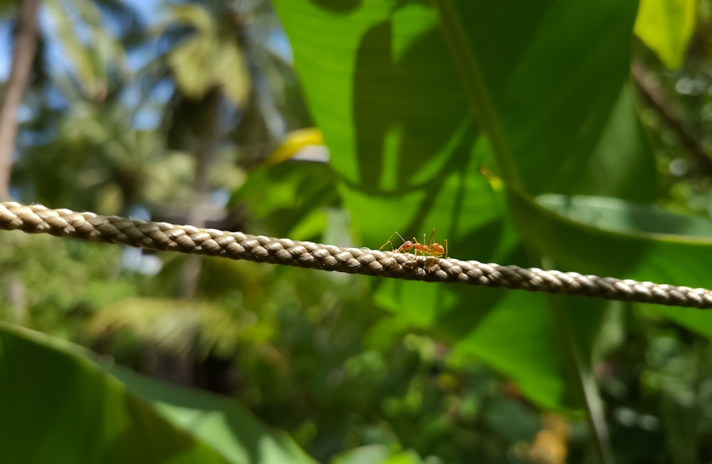 um inseto sentado em uma corda em uma floresta