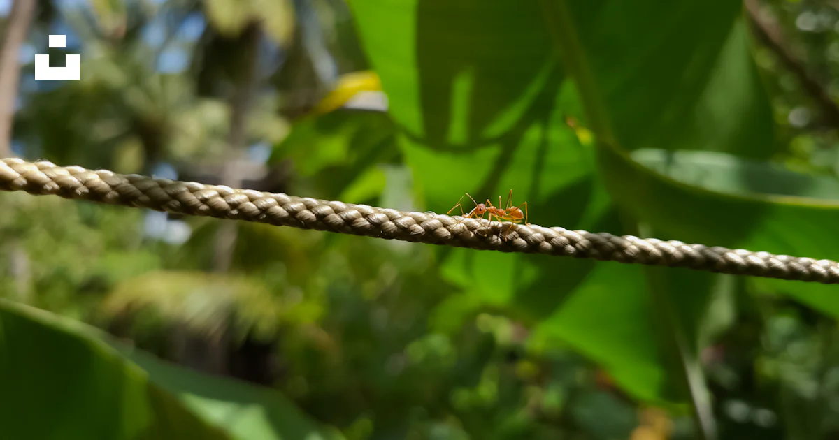 A bug sitting on a rope in a forest photo – Free Forest Image on Unsplash