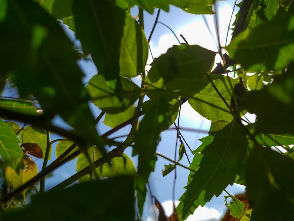 the leaves of a tree with a blue sky in the background