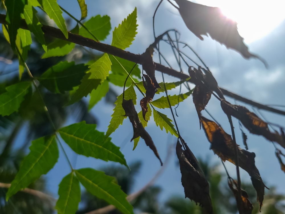 the leaves of a tree with the sun shining in the background