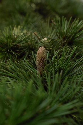 A close-up view of a pine cone nestled among green pine needles, creating a natural and serene forest scene with soft lighting.
