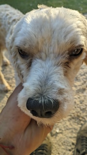 A close-up of a dog's face with a hand gently supporting its chin, showcasing its expressive eyes and soft fur. The background appears to be an outdoor setting with sand and some greenery.